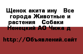 Щенок акита ину - Все города Животные и растения » Собаки   . Ненецкий АО,Чижа д.